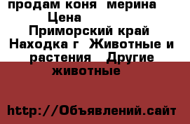 продам коня( мерина)  › Цена ­ 40 000 - Приморский край, Находка г. Животные и растения » Другие животные   